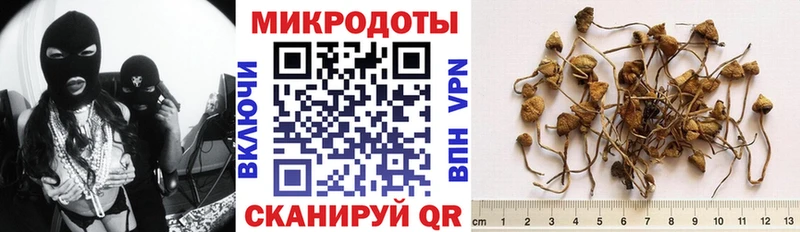 Купить закладки  Касимов  Псилоцибиновые грибы Cubensis 