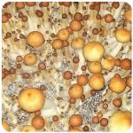 Псилоцибиновые (галлюциногенные)  грибы Psilocybin "Golden Teacher" в Касимове